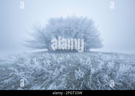Beech (Fagus sylvatica) trees covered in hoar frost, near Shaftesbury, Dorset, England, UK Stock Photo