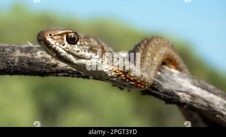 A close-up shot of a Karoo Sand Snake (Psammophis notostictus) from the Western Cape, South Africa Stock Photo