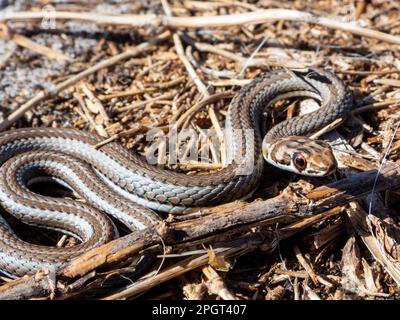 A close-up shot of a Karoo Sand Snake (Psammophis notostictus) from the Western Cape, South Africa Stock Photo