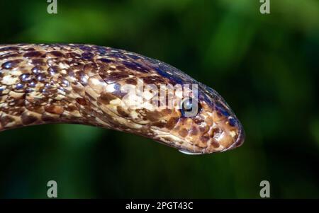 A close-up shot of a Cape Cobra (Naja nivea) snake from South Africa. Dangerously venomous Stock Photo