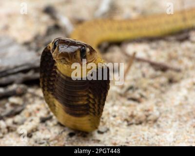 A close-up shot of a Cape Cobra (Naja nivea) snake from South Africa. Dangerously venomous Stock Photo