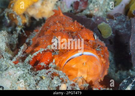 Flasher scorpionfish (Scorpaenopsis macrochir) Lembeh Strait, North Sulawesi, Indonesia Stock Photo