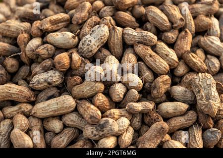 Close-up of large pile of many fresh nuts in pods,on sale along the riverbank of Phnom Penh,in the light of sunset. Stock Photo