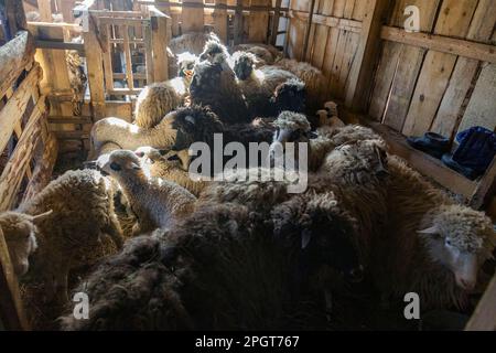A flock of sheep in the enclosure of a stable on a farm. Lovely domestic animals best moments. Stock Photo
