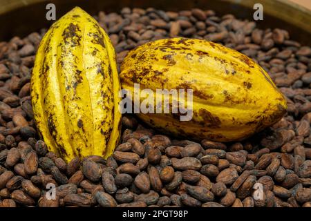 dried cocoa beans and cocoa pods are raw materials for making cocoa powder, beverages and chocolate in stock of manufacturing. Stock Photo
