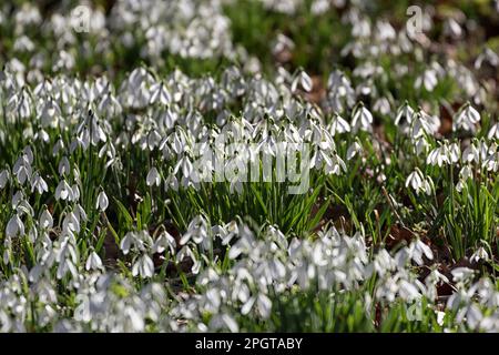 Snowdrops in Springtime Stock Photo