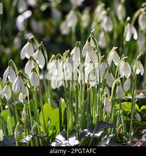 Snowdrops in Springtime Stock Photo