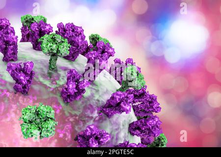 Flu virus, computer illustration. Each virus consists of a core of RNA (ribonucleic acid) genetic material surrounded by a protein coat. Embedded in t
