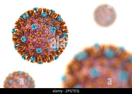 Flu viruses, computer illustration. Each virus consists of a core of RNA (ribonucleic acid) genetic material surrounded by a protein coat. Embedded in