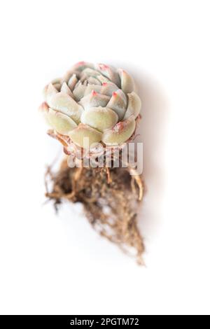 Beautiful pastel color Echeveria Raspberry Ice plant on white background Stock Photo
