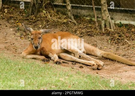 Kangaroo lying on the ground, Red Kangaroo on the ground. Stock Photo