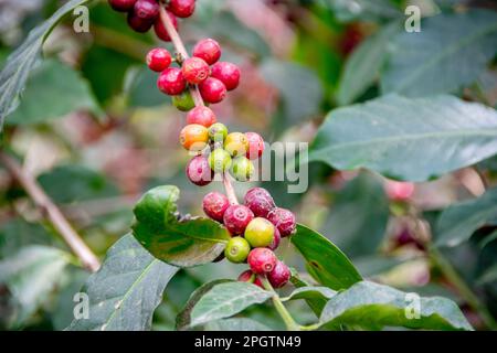 Coffee beans from Guatemala Stock Photo
