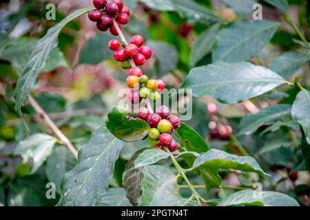 Coffee beans from Guatemala Stock Photo