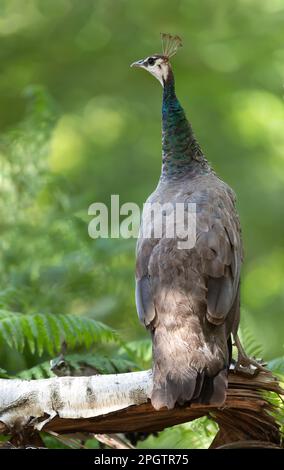Close up of a colourful Peahen standing on a tree, UK. Stock Photo
