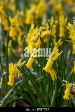 Yellow Cyclamineus flowers in early spring Stock Photo