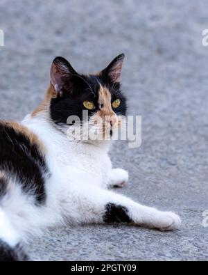 Female stray cat lying and looking at the camera, tabby cat head image Stock Photo