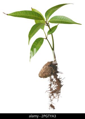 mango tree plant grow from seed or seedling, whole plant with fresh leaves, seed and roots, sprouted seed isolated on white background Stock Photo