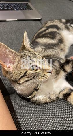 A gray tabby cat lying on a couch, looking at something intently. Stock Photo