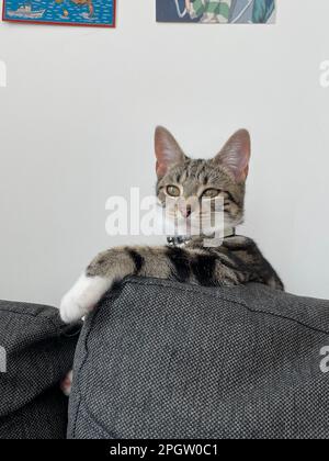 A gray tabby cat on a couch looking at something intently. Stock Photo