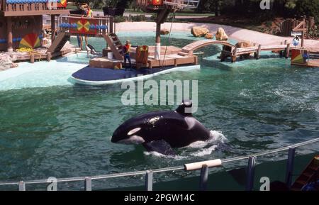 Seaworld This is Shamu Orca / Killer Whale Show in Orlando, Florida, October 1980   Photo by The Henshaw Archive Stock Photo