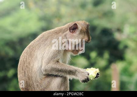 Crab-eating Macaque is eating the fruit in his hand. The macaque has brown hair on its body. The tail is longer than the length of the body. The hair Stock Photo