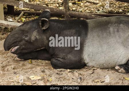 Malayan Tapir (Tapirus indicus) lies on the ground. Malayan Tapir is a single hoofed animal. Has the appearance of a pig Rhino-like hooves Long rounde Stock Photo