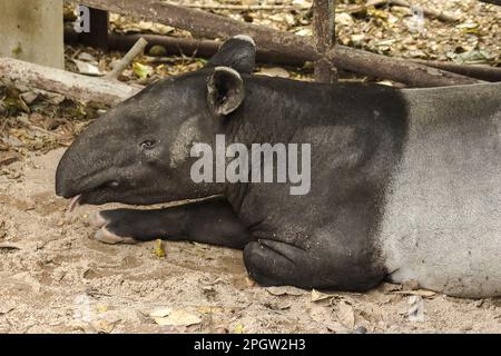 Malayan Tapir (Tapirus indicus) lies on the ground. Malayan Tapir is a single hoofed animal. Has the appearance of a pig Rhino-like hooves Long rounde Stock Photo