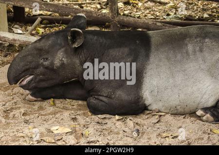 Malayan Tapir (Tapirus indicus) lies on the ground. Malayan Tapir, shaped like a pig Rhino-like hooves Long rounded nose and lips protruding like an e Stock Photo