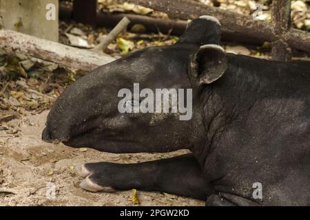 Malayan Tapir (Tapirus indicus) lies on the ground. Malayan Tapir is a single hoofed animal. Has the appearance of a pig Rhino-like hooves Long rounde Stock Photo