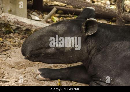 Malayan Tapir (Tapirus indicus) lies on the ground. Malayan Tapir is a single hoofed animal. Has the appearance of a pig Rhino-like hooves Long rounde Stock Photo