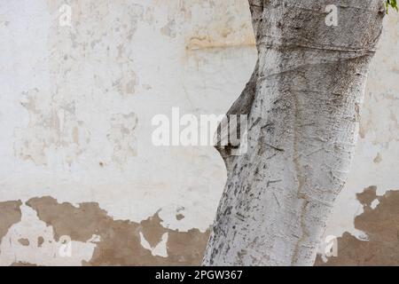 Detail of a white color of tree trunk. Ficus benjamina growing on the street. Old house with peeled off facade in the background. Puerto del Rosario, Stock Photo