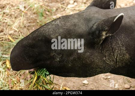 Malayan Tapir (Tapirus indicus) lies on the ground. Malayan Tapir is a single hoofed animal. Has the appearance of a pig Rhino-like hooves Long rounde Stock Photo