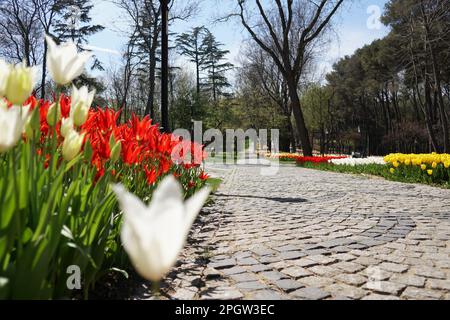 Pink Tulips, white tulips, pink tulips red tulips  and Flowers on the walkwayEmirgan Park Istanbul 2021 Stock Photo