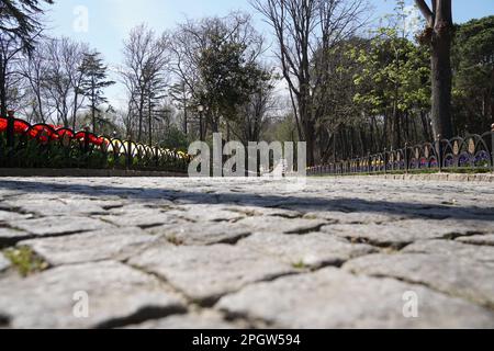 Pink Tulips, white tulips, pink tulips red tulips  and Flowers on the walkwayEmirgan Park Istanbul 2021 Stock Photo