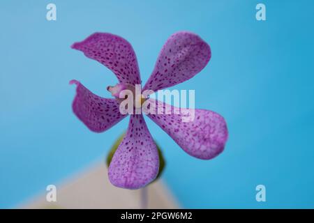 Close up Purple Orchids Vanda isolated on white background, Vanda coerulea Stock Photo