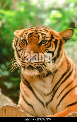 Sibirian Tiger, Amur Tiger, were gazing with awe-inspiring gaze.Sibirian Tiger, Amur Tiger, were gazing with awe-inspiring gaze. Siberian Tiger Its bo Stock Photo