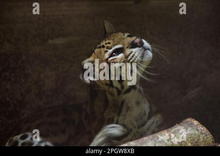 Ocelot was resting on a branch. The hair on the stomach is white. There are two black lines on the cheeks and the ears are black. Stock Photo