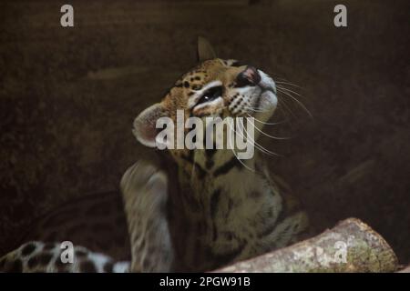 Ocelot was resting on a branch. The hair on the stomach is white. There are two black lines on the cheeks and the ears are black. Stock Photo