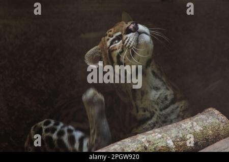 Ocelot was resting on a branch. The hair on the stomach is white. There are two black lines on the cheeks and the ears are black. Stock Photo