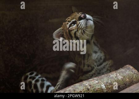 Ocelot was resting on a branch. The hair on the stomach is white. There are two black lines on the cheeks and the ears are black. Stock Photo