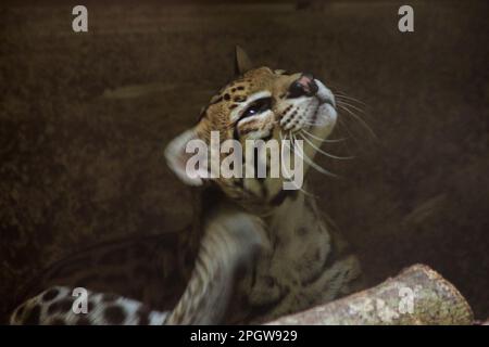 Ocelot was resting on a branch. The hair on the stomach is white. There are two black lines on the cheeks and the ears are black. Stock Photo