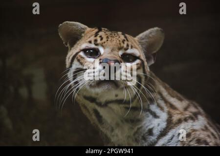 Ocelot was resting on a branch. The hair on the stomach is white. There are two black lines on the cheeks and the ears are black. Stock Photo