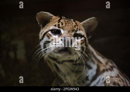 Ocelot was resting on a branch. The hair on the stomach is white. There are two black lines on the cheeks and the ears are black. Stock Photo