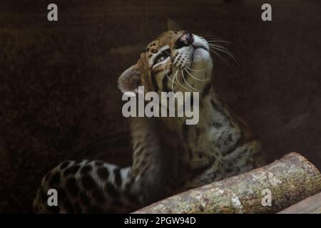 Ocelot was resting on a branch. The hair on the stomach is white. There are two black lines on the cheeks and the ears are black. Stock Photo