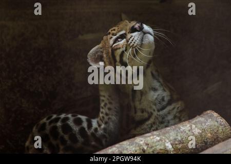 Ocelot was resting on a branch. The hair on the stomach is white. There are two black lines on the cheeks and the ears are black. Stock Photo