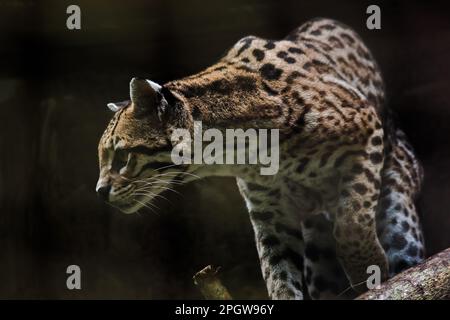 Ocelot was resting on a branch. The hair on the stomach is white. There are two black lines on the cheeks and the ears are black. Stock Photo