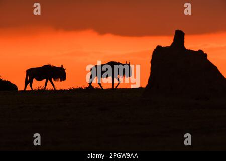 Wildebeests at sunset and termite mound in Maasai Mara Kenya East Africa Stock Photo