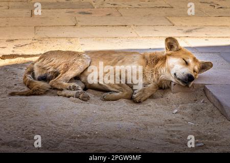 Stray dog sleeping on the ground in the Temple of Karnak, Luxor Egypt Stock Photo