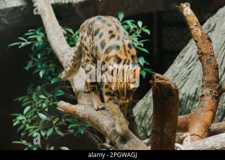 Ocelot walking on a branch. Have a short, thick, soft coat The belly hair is white. There are two black lines on the cheeks, the ears are black, the m Stock Photo