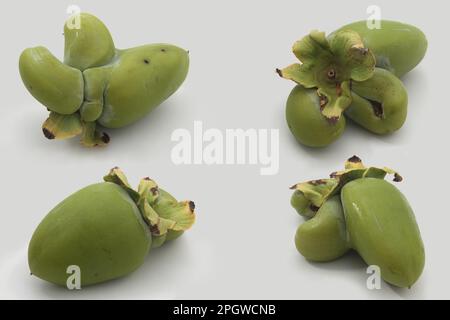 Picture featuring four weird looking ugly persimmons on white background with copy space Stock Photo